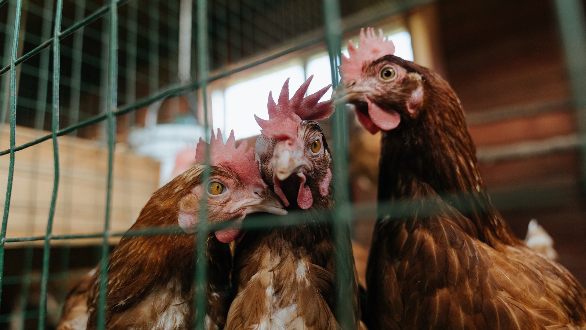 开云体育中国-圣保罗降临！奇才巅峰战导演逆转风暴