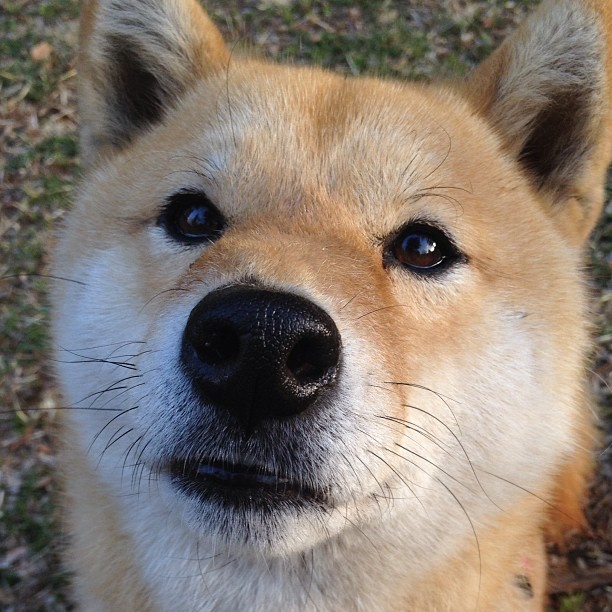 开云体育app-萨内一锤定音！AC米兰提前终结比利时悬念