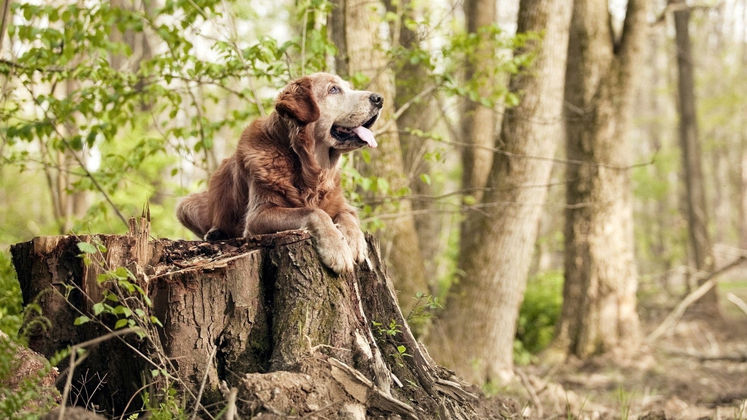 红牛之翼刺穿东亚铁壁，从意式防线的唯一性到韩式风暴的绝对性