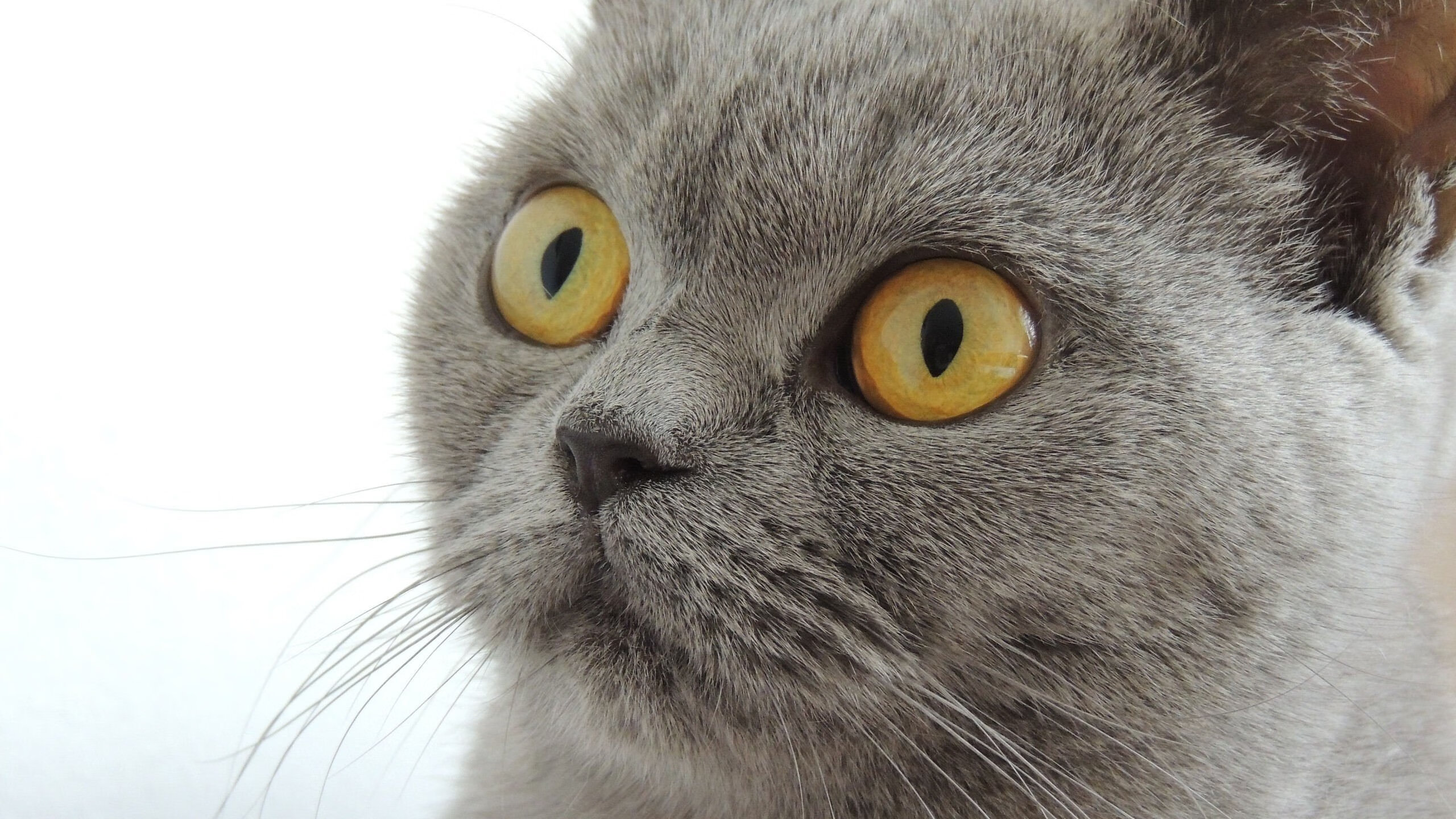 绿茵与硬木的狂想，当欧冠决赛夜爵士淘汰公牛