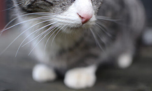 波斯铁骑于无声处破城门,萨卡—决胜局的幽灵刺客