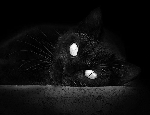 宿命与进化,霍乐迪如何改写凯尔特人对马刺的百年叙事