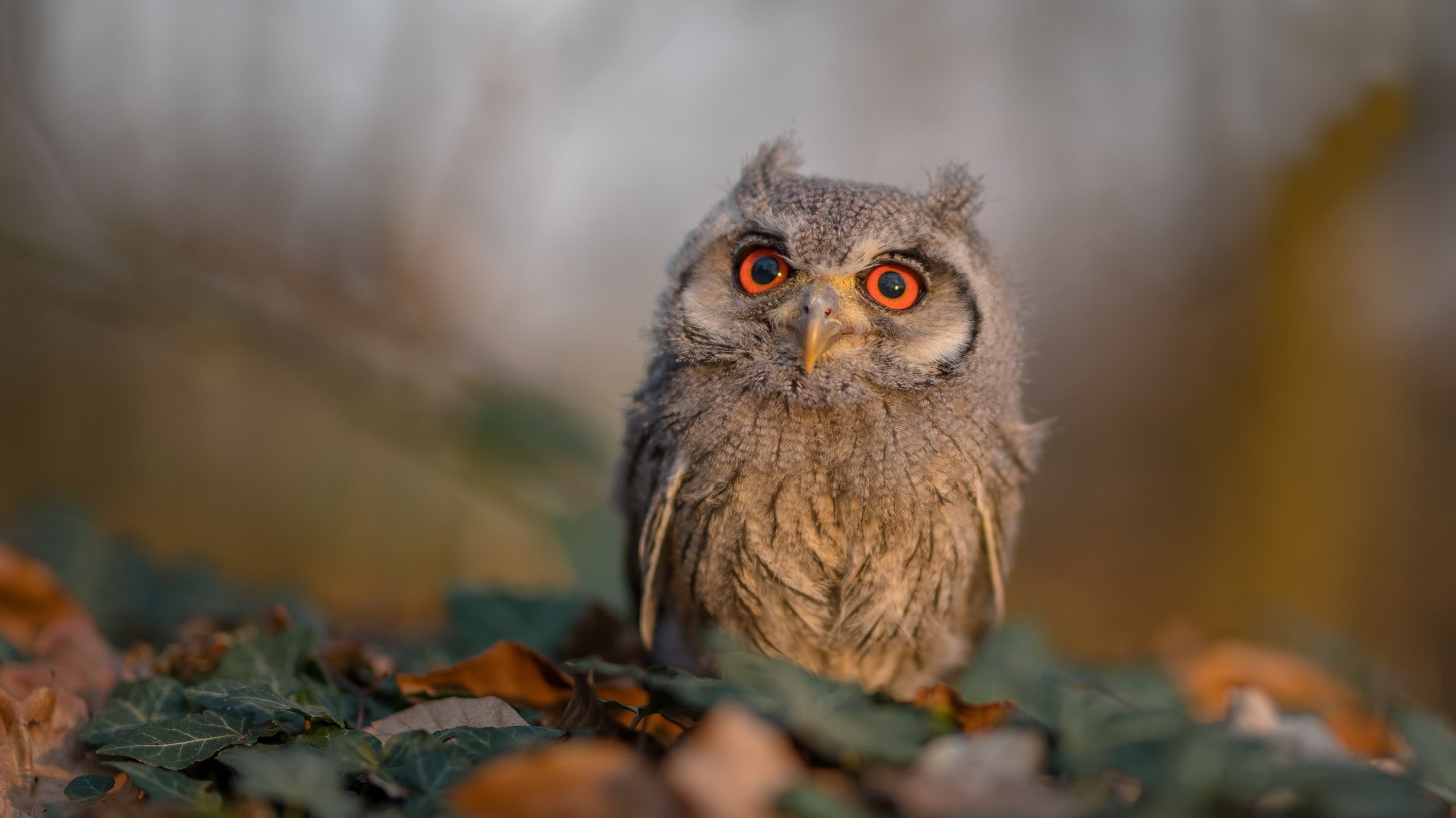 疯狂三分雨vs死亡缠绕,新王加冕夜,哈利伯顿如何撕裂勇士的钢铁防线?