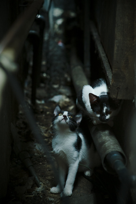 开云体育-内线枢纽引发窒息风暴，小贾伦攻防转换核心如何让黄蜂封锁深圳队？