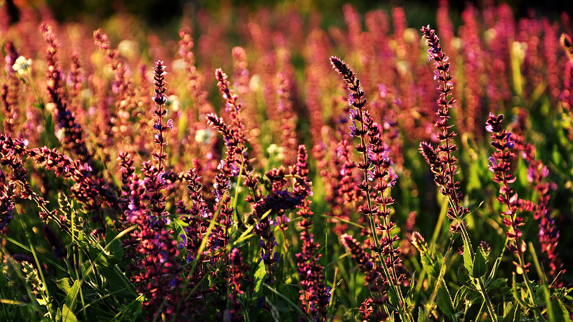 开云体育2026-那不勒斯的黄与南非的绿，富安健洋在虚构边境的统治级宣言