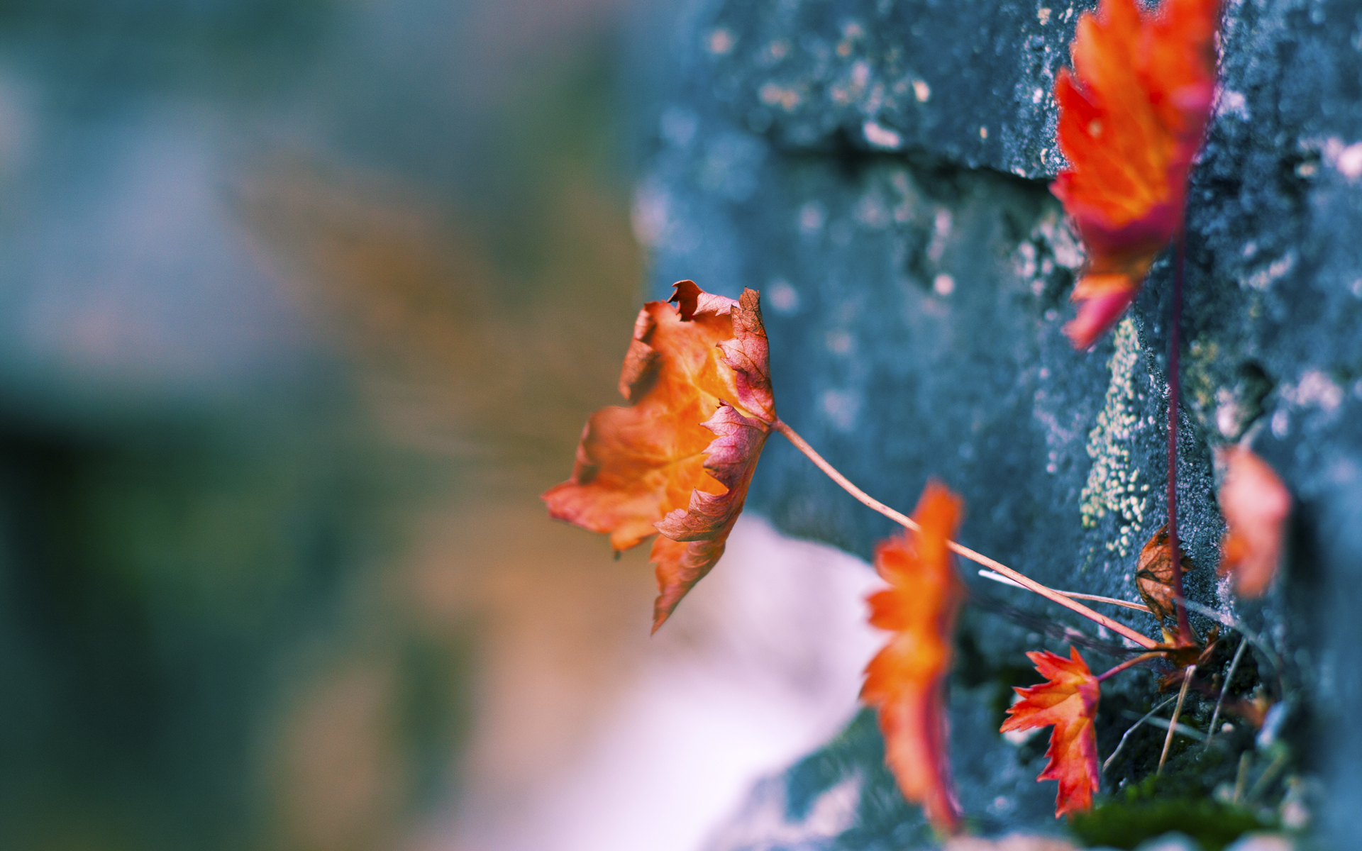 孤星照彻底特律，当东契奇将唯一性写入赛后评分