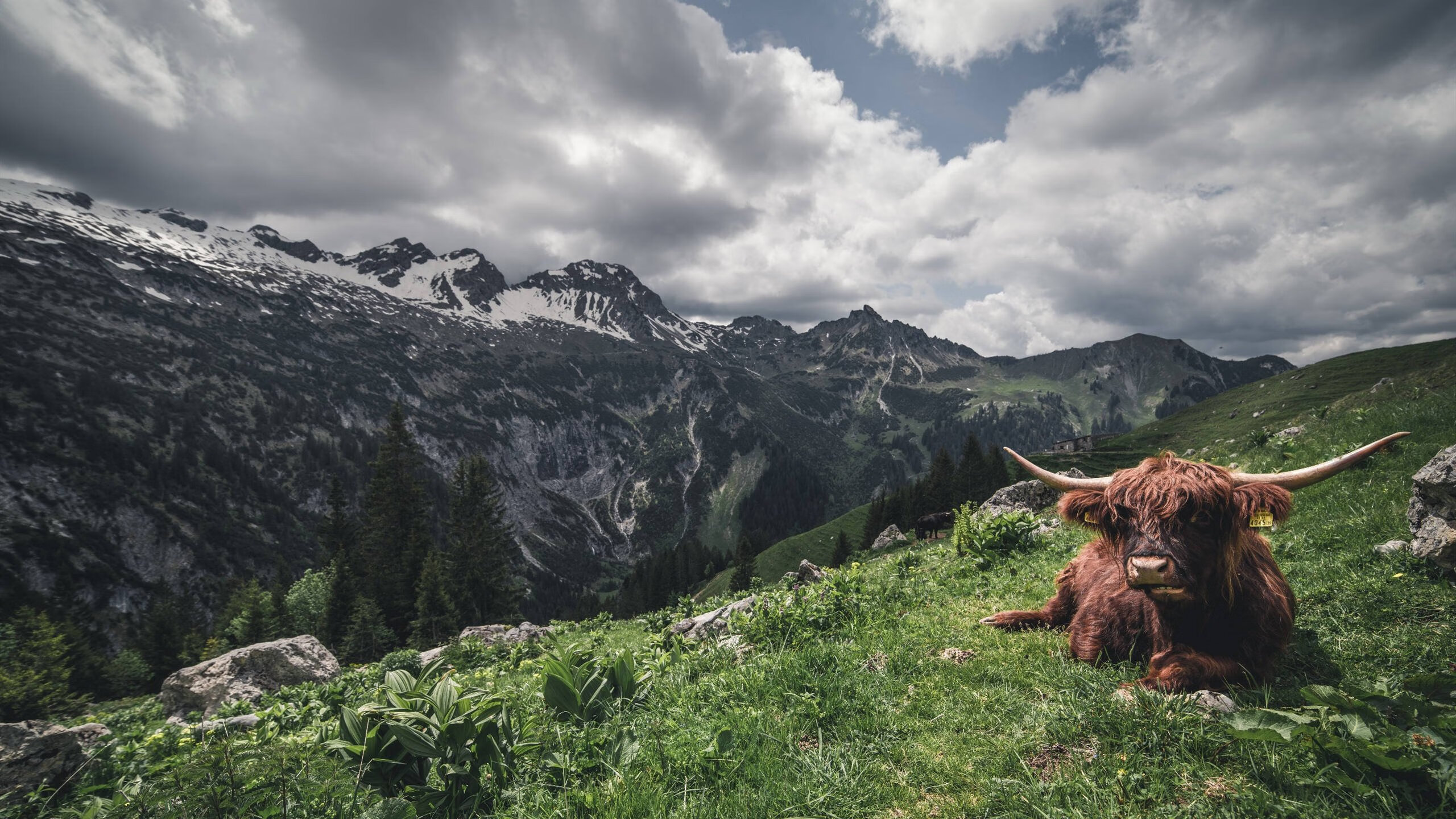 压哨的狂欢，接管的艺术，体育史中两记永恒重音