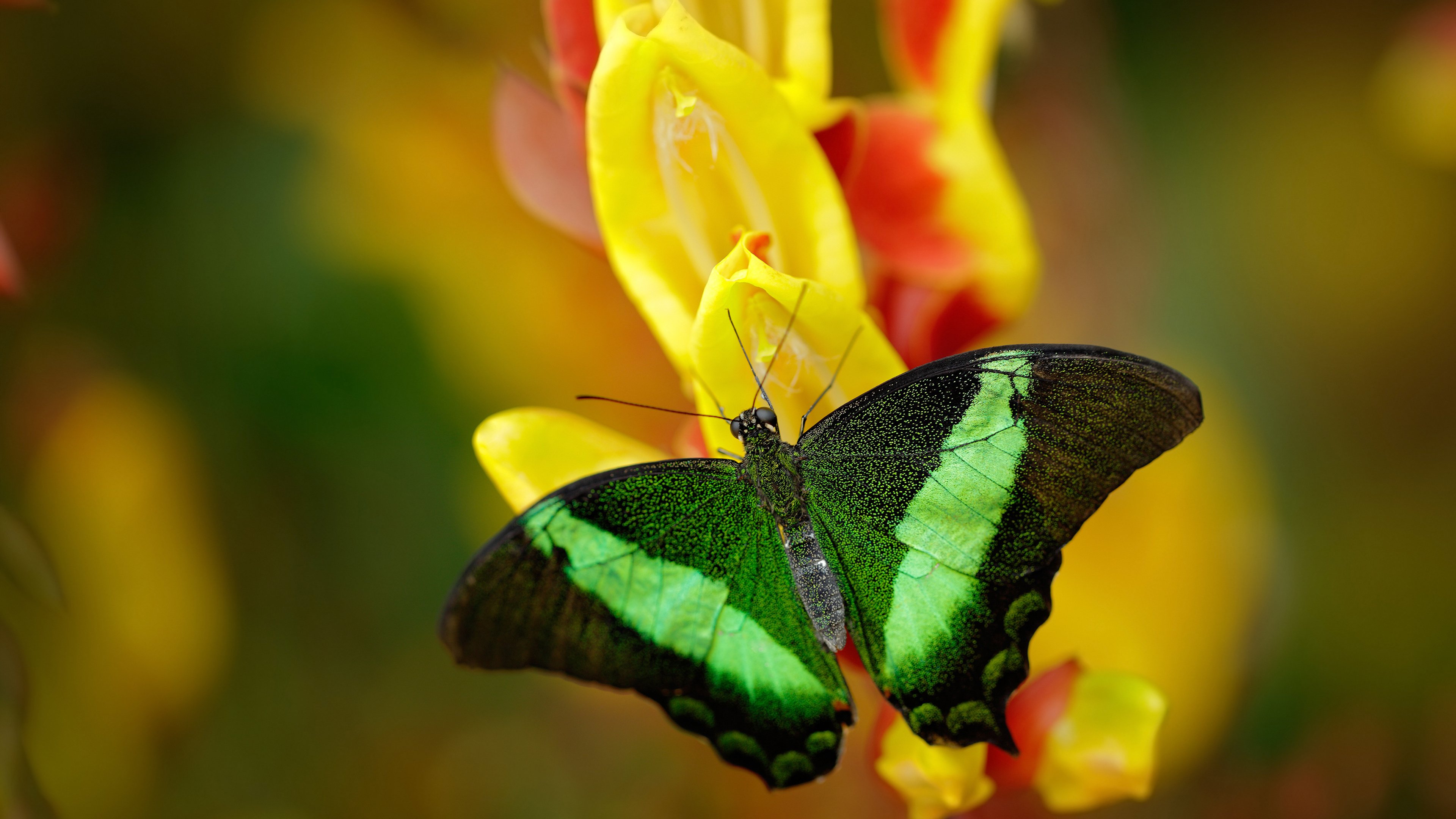 封神一役，年度焦点之夜，乔治铸造生涯不朽代表作