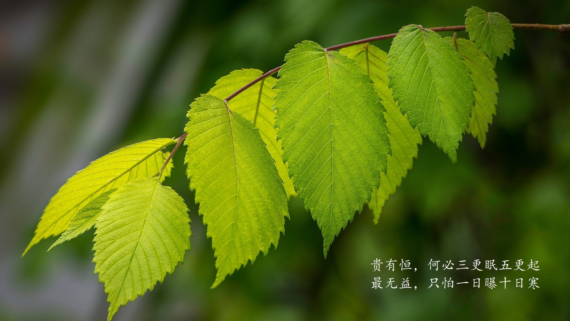 从板凳到英雄,小贾伦加时赛独砍12分,篮网险胜广东