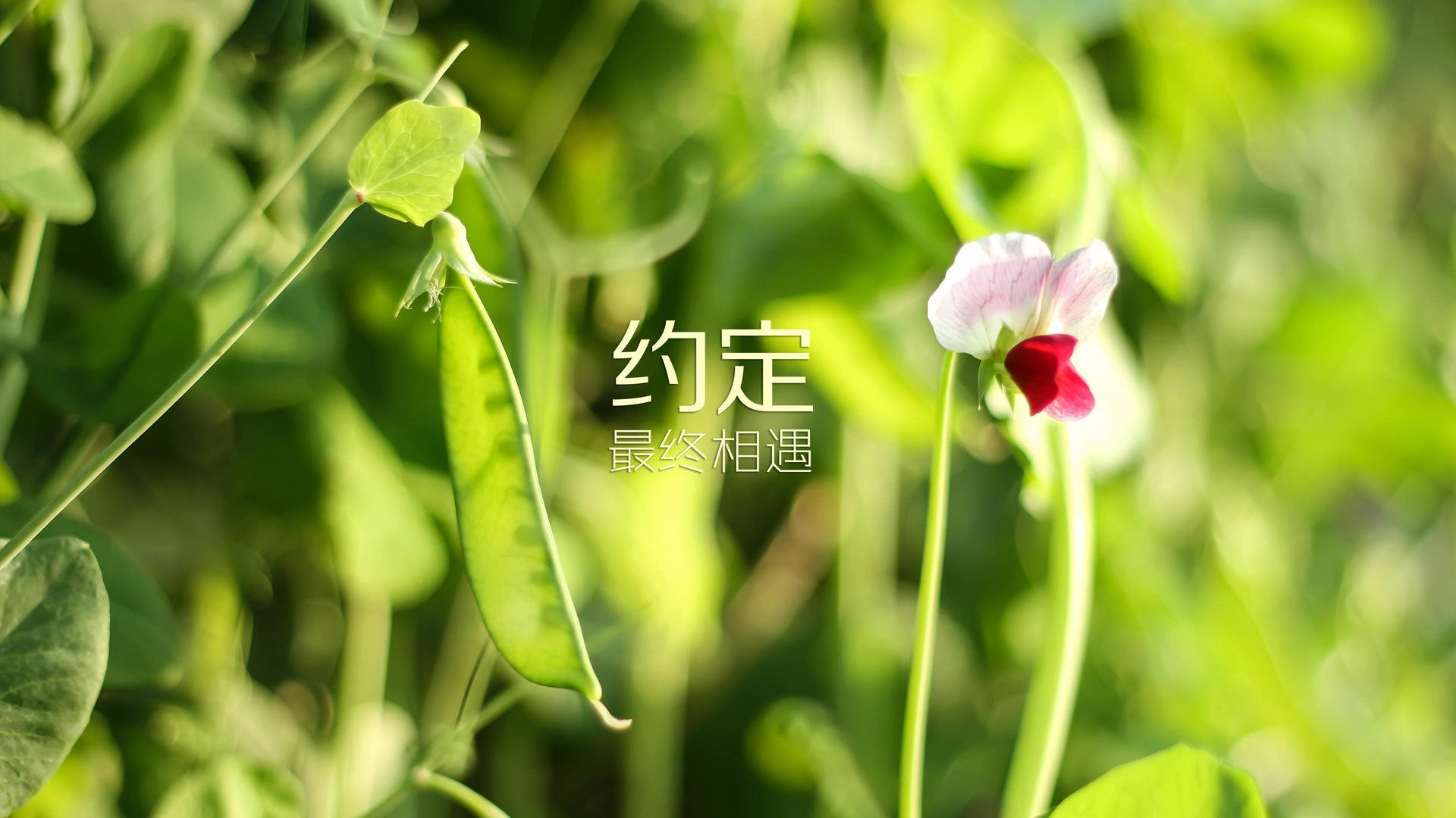 布拉格之夏,那场本不存在的世界杯决赛,与唯一的维尼修斯