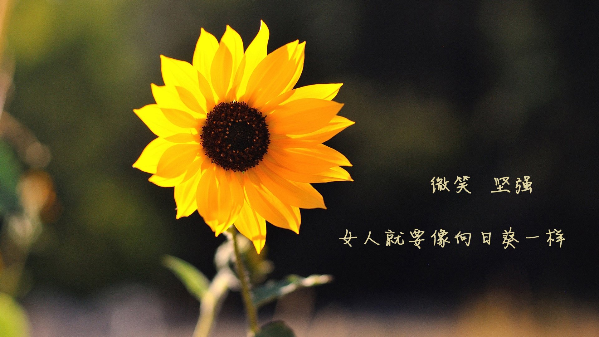华丽的落幕,铁血的绝唱,2026世界杯,西班牙的催眠曲与布罗佐维奇的达摩克利斯之剑